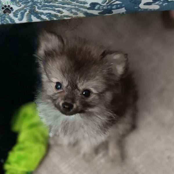 Teeny Tiny Twinkle Toes, Pomeranian Puppy